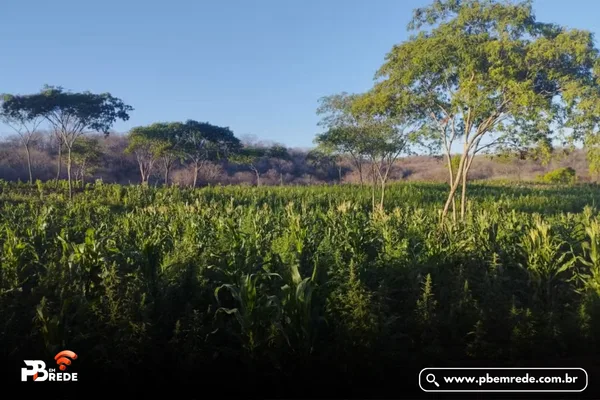 Ex-prefeito é preso suspeito de financiar plantação de maconha com mais de 60 mil plantas