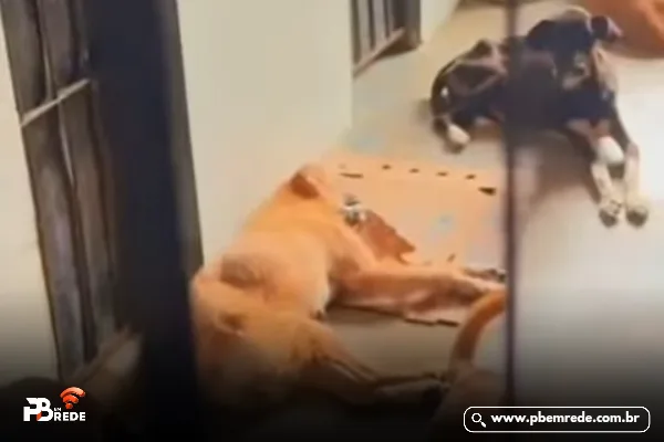 Waléria Assunção inspeciona Centro de Zoonoses de CG e encontra cachorro morto