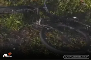 Ciclista morre atropelado na BR-101 em frente à Cagepa