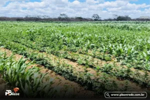 Plantação de maconha com mais de 100 mil pés é encontrada no Cariri da PB