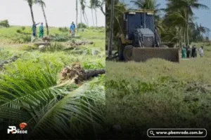 Justiça Federal manda suspender obras que derrubaram coqueiros em praia de Camboinha, na Paraíba