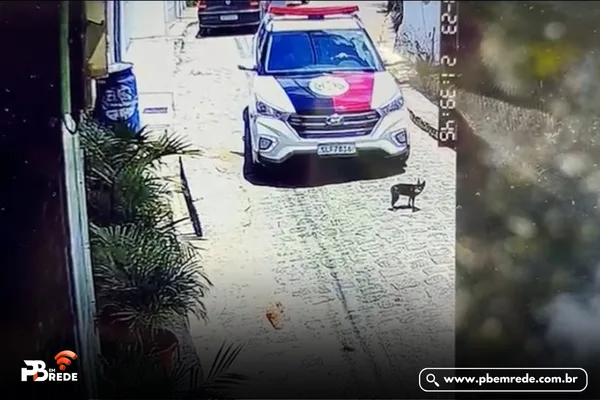 Viatura da PM atrolela e mata cadela em rua de João Pessoa