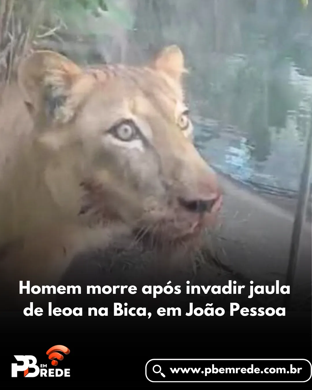 Homem morre após invadir jaula de leoa na Bica, em João Pessoa.